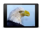 Eagle 3D Video Live Wallpaper screenshot 2