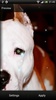 Pitbull Dog Live Wallpaper screenshot 6