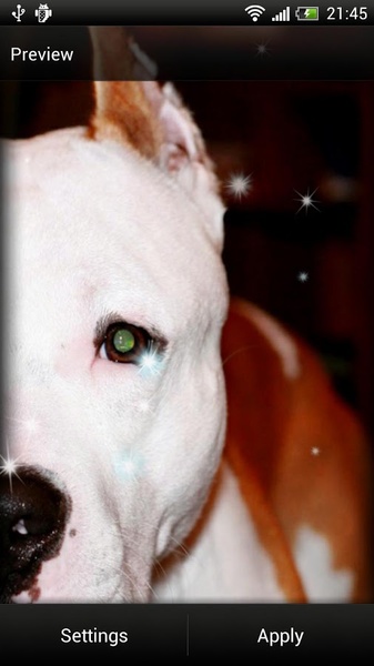 Pitbull Dog Live Wallpaper - Preview 6