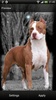 Pitbull Dog Live Wallpaper screenshot 5