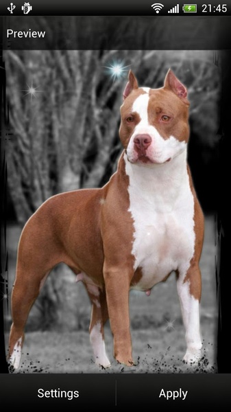 Pitbull Dog Live Wallpaper - Preview 5