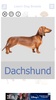 Dog Breeds Golden Retriever | Rottweiler screenshot 8
