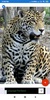 Cheetah Wallpapers: HD Images, Free Pics download screenshot 6