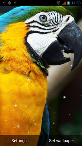 Parrot Live Wallpaper - Preview 7