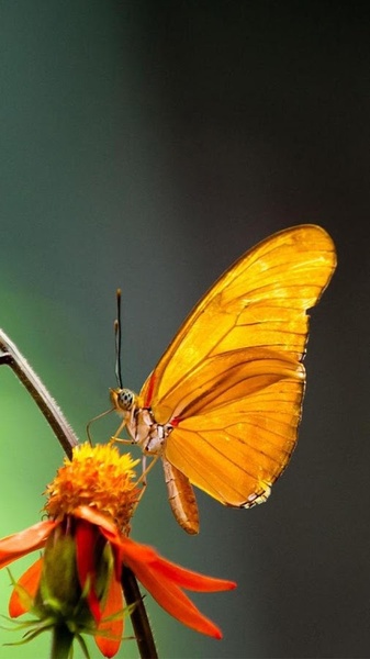 Butterflies Live Wallpaper - Preview 4