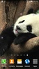 Cute Panda Live Wallpaper screenshot 5