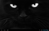 Black cats Live Wallpaper screenshot 1