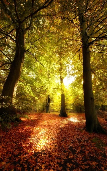 Sunny Forest Live Wallpaper - Preview 2