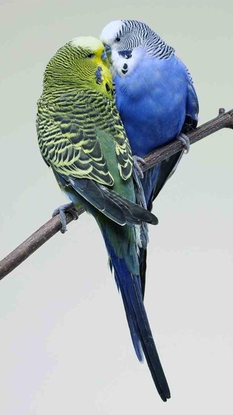Bird Live Wallpaper - Preview 6