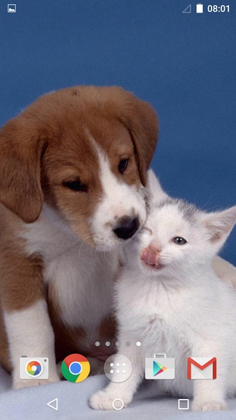 Cute Animals Live Wallpaper - Preview 2