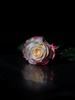 Rose wallpaper hd- Rose flower screenshot 2