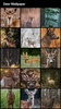 Deer Wallpapers screenshot 7