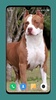 Pitbull Dog Wallpaper 4K screenshot 6
