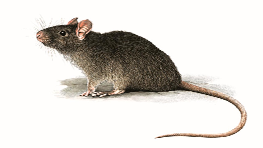 Anti Rat Repellent - Preview 1