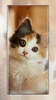 cat wallpaper screenshot 15