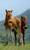 Horses Kids Puzzles screenshot 3