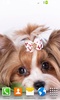 Cute Puppy Live Wallpaper screenshot 12