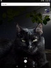Cat Live Wallpaper screenshot 4
