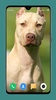 Pitbull Dog Wallpaper 4K screenshot 11