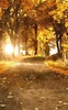 Autumn Live Wallpaper screenshot 2