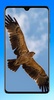 Eagle Wallpaper HD screenshot 8