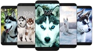 Husky Dog Wallpaper HD screenshot 5