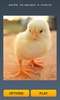 Cute Chicks Puzzle screenshot 6