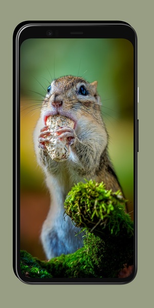 Chipmunk Wallpaper - Preview 8