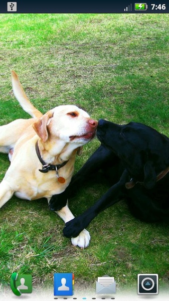 Lovable Labs Live Wallpaper - Preview 1