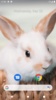 Rabbit Wallpaper screenshot 1