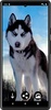 Husky dog Wallpapers screenshot 5