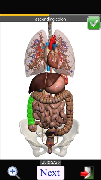 Anatomy Quiz Lite - Preview 10