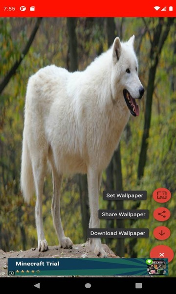 The most beautiful wolf pictures around the world of 4K - Preview 3