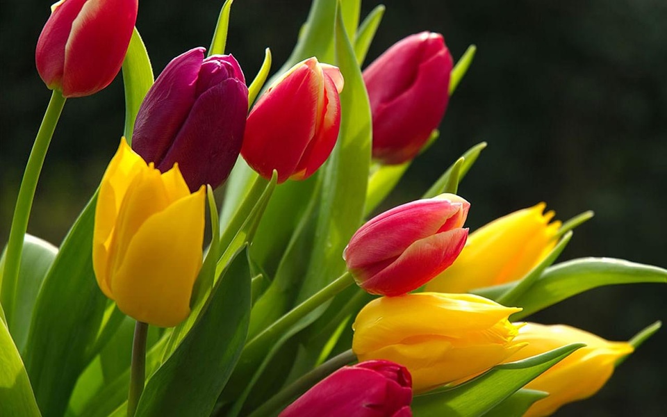 Flowers HD Live Wallpaper - Preview 9