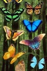 Butterfly Wallpaper screenshot 11