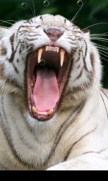 Bengal Tiger - Preview 9