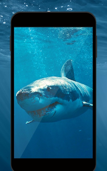 Shark HD Live Wallpaper - Preview 2