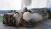 面白かわいい猫ちゃん動画パズル！ screenshot 3