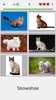 Cats Quiz Guess Popular Breeds screenshot 4