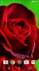 गुलाब के फूल screenshot 4