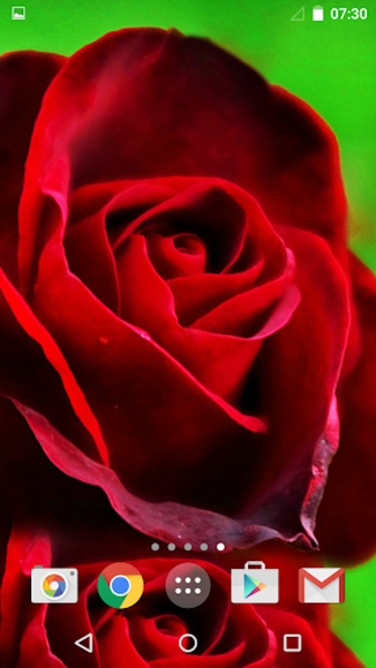 Roses - Preview 4