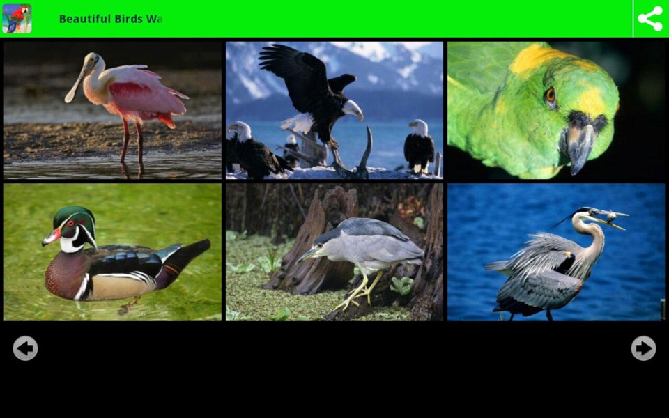 Beautiful Birds Wallpapers - Preview 5