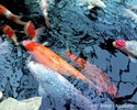 Koi Fish HD Wallpaper screenshot 3