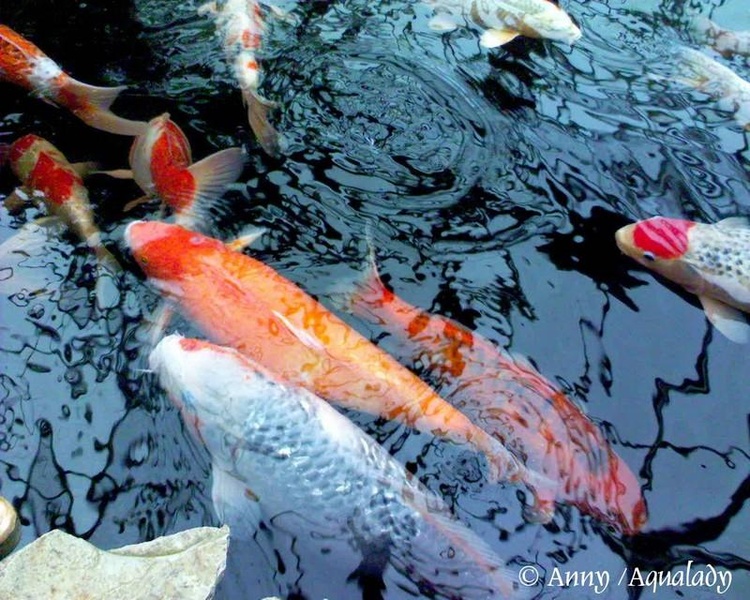 Koi Fish HD Wallpaper - Preview 3