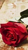 Roses Live Wallpaper screenshot 7