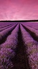 Lavender Live Wallpaper screenshot 7