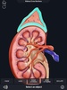 Urinary System screenshot 9