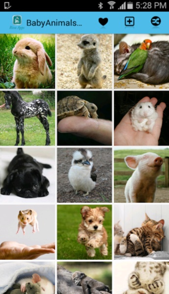 BabyAnimalsPictures - Preview 5