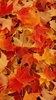 Autumn wallpaper screenshot 6