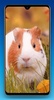 Guinea Pig Wallpaper HD screenshot 15